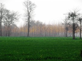 大河村遺址