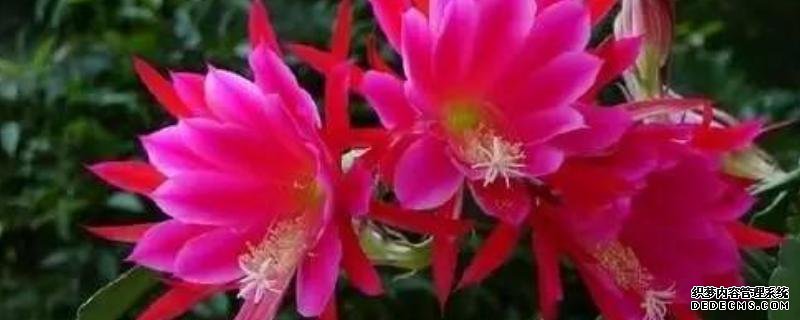 令箭荷花怎么養(yǎng)，有哪些注意事項