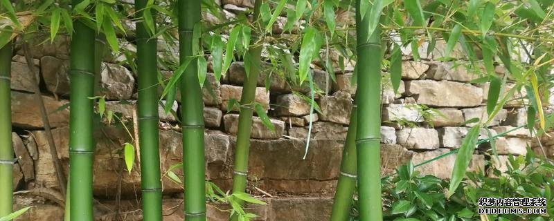 移栽竹子的種植方法，如何提高成活率