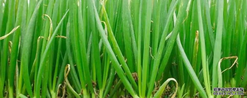 香蔥家庭種植法，如何澆水與施肥