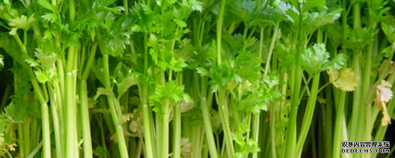 種植西芹的技術(shù)，具體要注意以下幾點(diǎn)