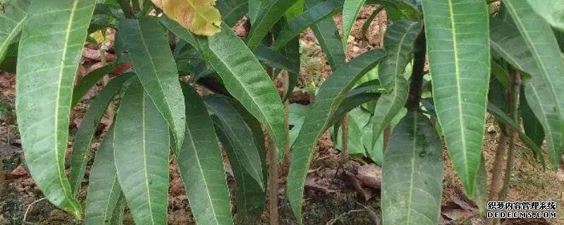 芒果苗種植方法，需要掌握的種植管理技術(shù)