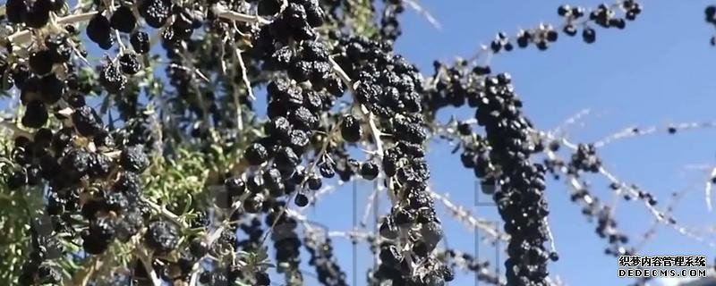 怎么種植黑枸杞，種植注意事項(xiàng)有哪些