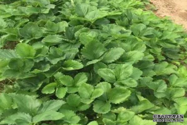 草莓怎么才算緩苗成功