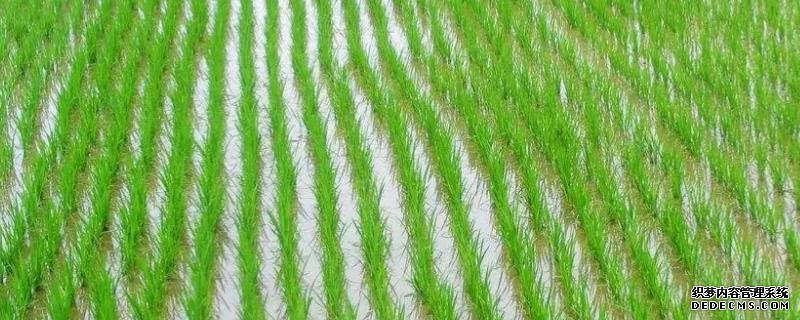 各地區(qū)水稻播種時(shí)間