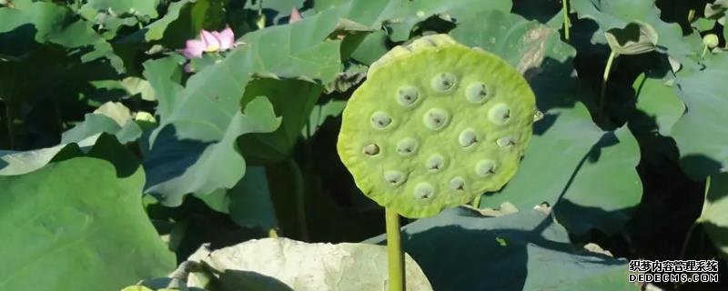 蓮子的種植方法，有什么注意事項