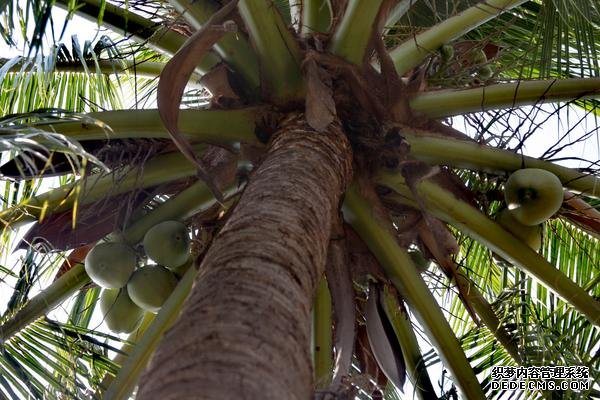 椰子樹種植方法，附種植管理技術(shù)