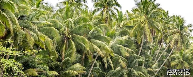 椰子樹種植方法，附種植管理技術(shù)