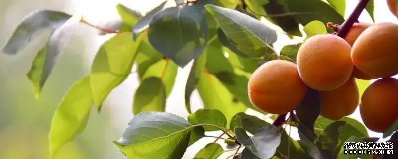杏胡種植方法，苗期養(yǎng)護要點