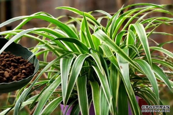 什么是吊蘭，附種植要點