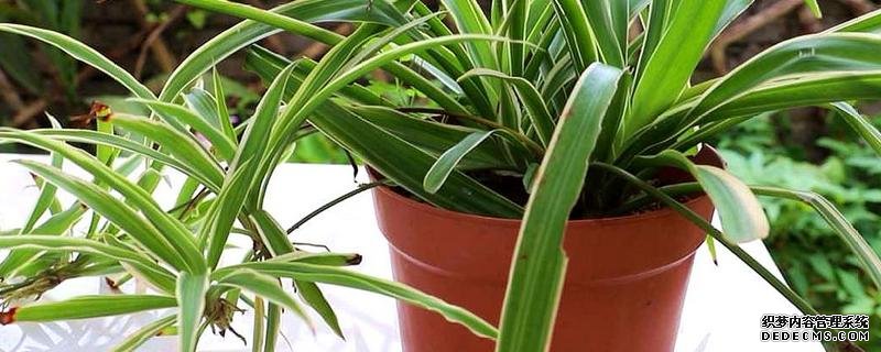 什么是吊蘭，附種植要點