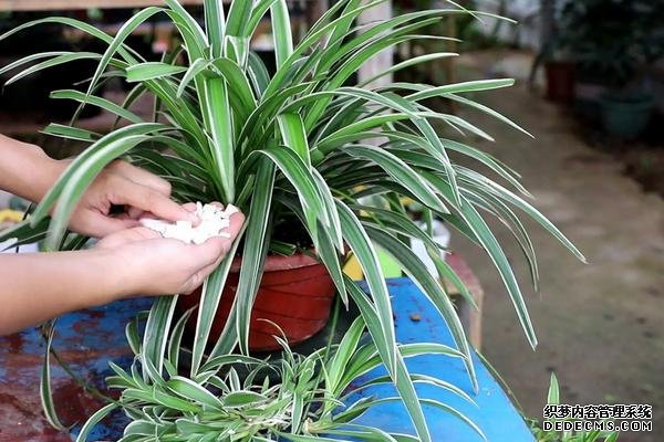 什么是吊蘭，附種植要點