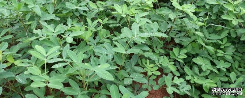 花生種植方法
