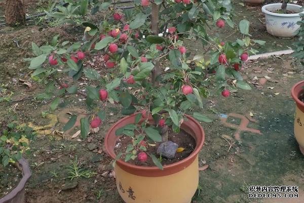貴人果種植要點(diǎn)，附種植管理