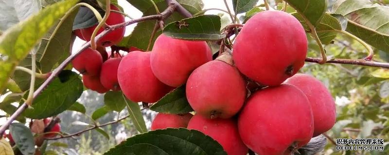 貴人果種植要點(diǎn)，附種植管理技術(shù)