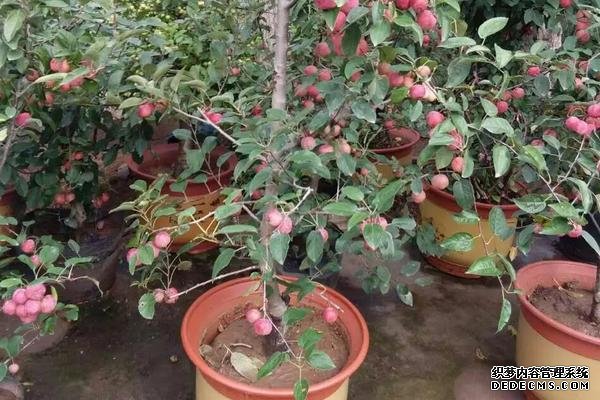 貴人果種植要點(diǎn)，附種植管理