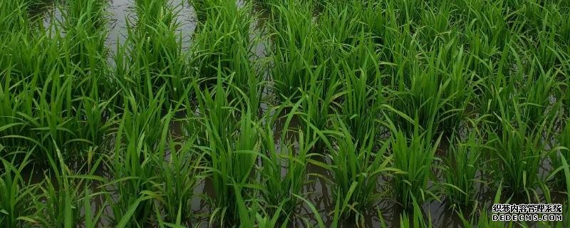 水稻會(huì)在幾月幾日進(jìn)入分蘗末期