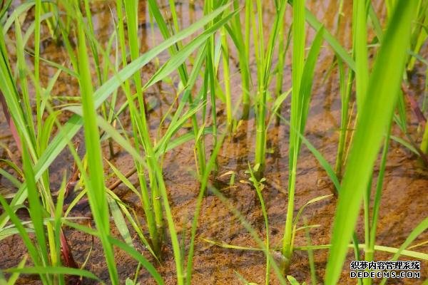 水稻會(huì)在幾月幾日進(jìn)入分蘗末期