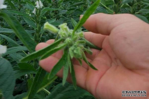 種植芝麻如何提高產(chǎn)量