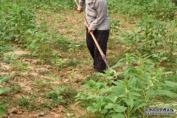 種植芝麻如何提高產(chǎn)量