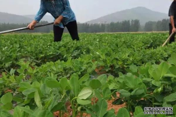 花生何時(shí)打三遍藥，附花生基本介紹